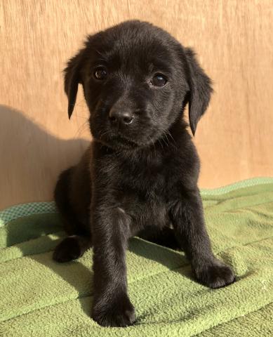 ラブラドールレトリーバー