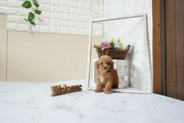 トイプードル(タイニー)5950