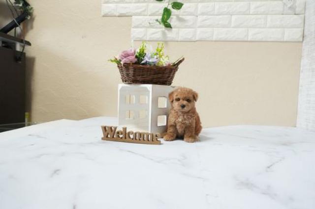 トイプードル(タイニー)5955