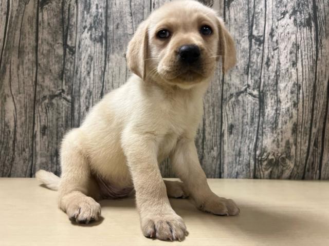 ラブラドールレトリーバー