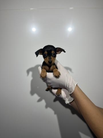 ミニチュアピンシャー9710