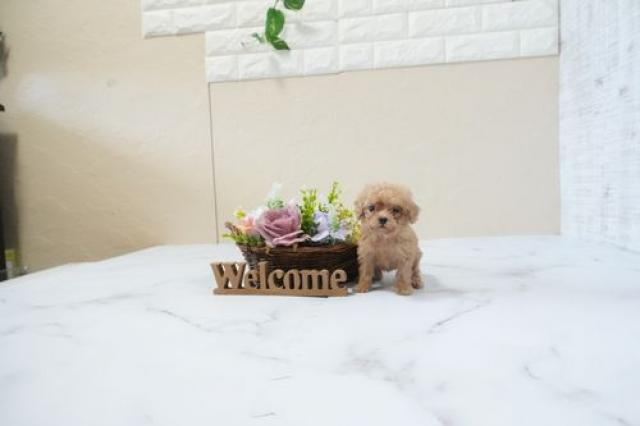 トイプードル(Tカップ)5957