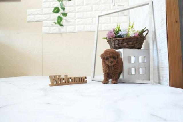 トイプードル(タイニー)5958