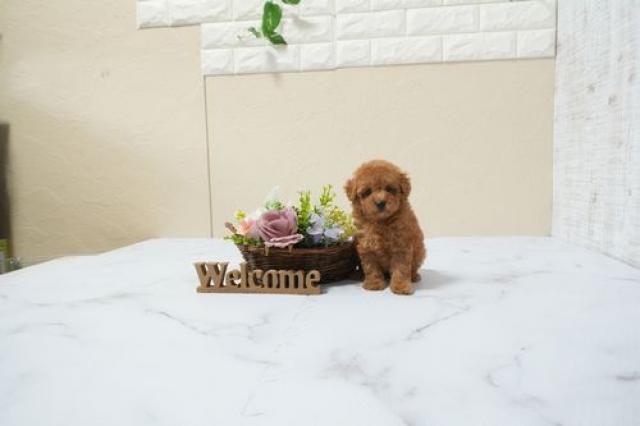 トイプードル(タイニー)5960