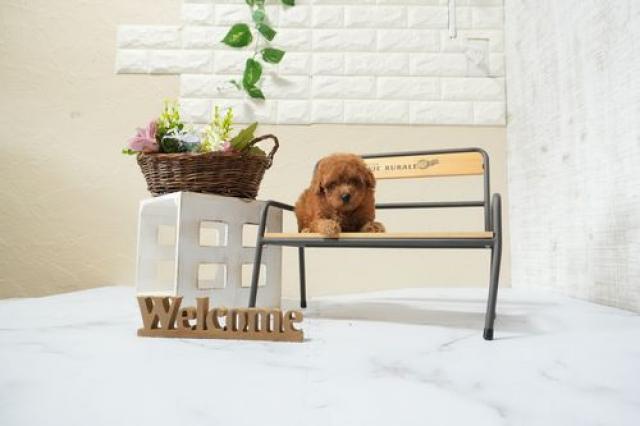 トイプードル(Tカップ)5962