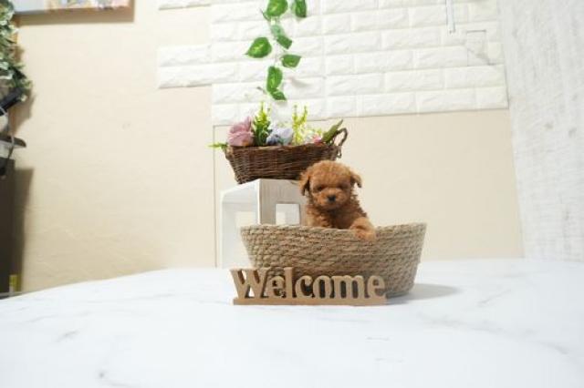 トイプードル(Tカップ)5964