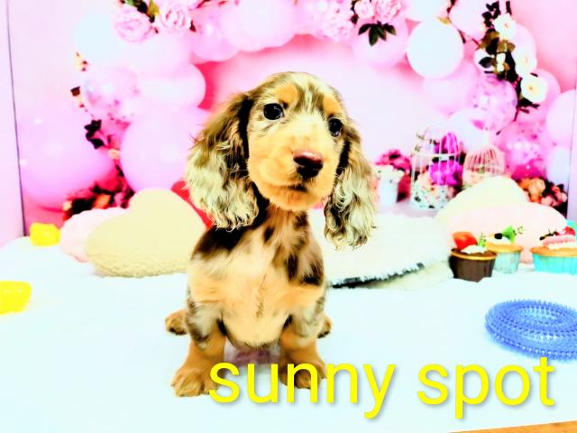 サニースポットJP