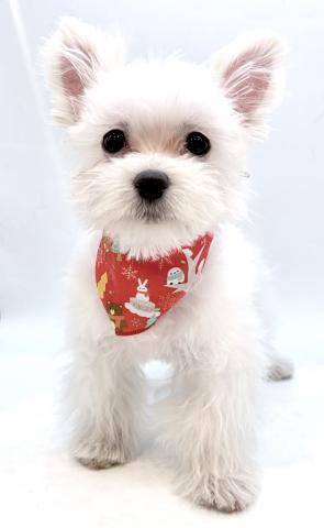 MIX犬（マルチーズ×ポメラニアン） ★表示価格は全ての諸費用を含みます。