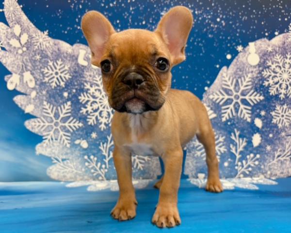 フレンチブルドッグ