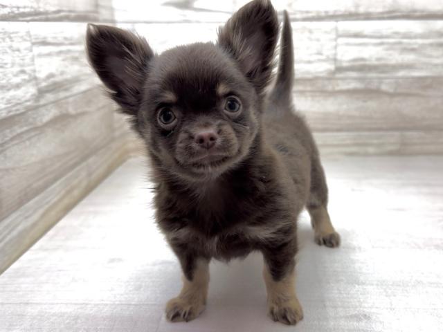 チワワ（ロングコート）