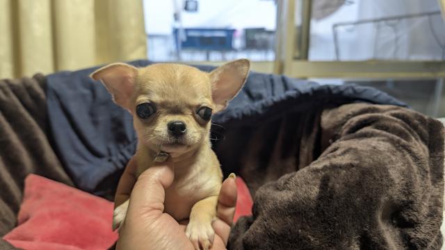 チワワ（スムースコート）