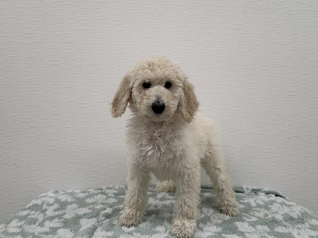 スタンダードプードル