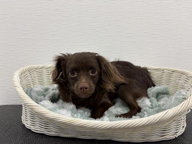 MIXチワワ×トイプードル