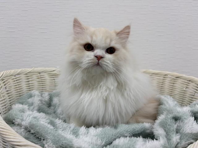 ミヌエット（旧ナポレオン）