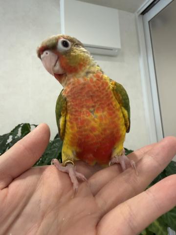 ウロコインコパイナップル005