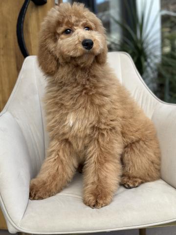 両親共にミディアムサイズの小柄スタンプーハンサムな男の子