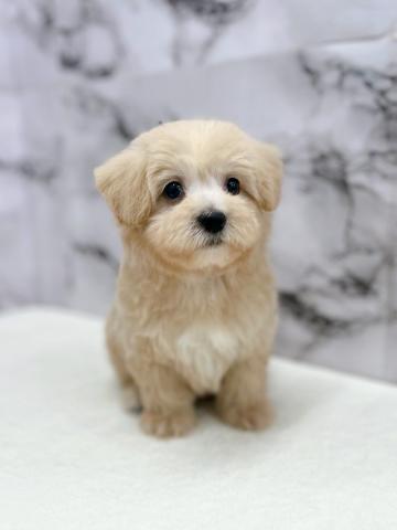 MIXマルチーズ×トイプードル【1/23お写真、動画更新！】お手入れ中もご機嫌♪和やかな男の子！