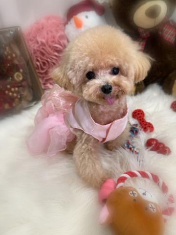 ロイヤル オハナ