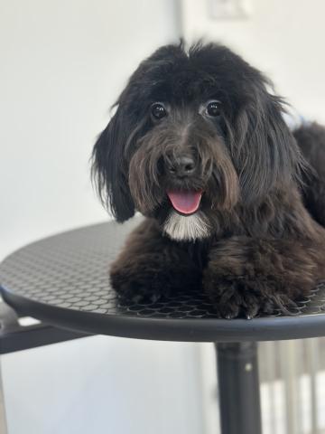 ミニチュアサイズ‼︎愛想よくてフレンドリーな男の子