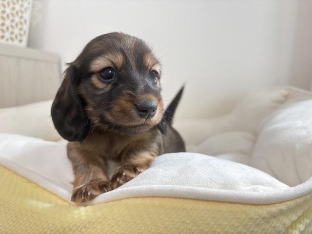 カニンヘンダックスフンド