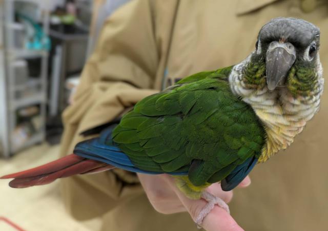 ワキコガネウロコインコ