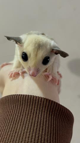 プラチナモザイク