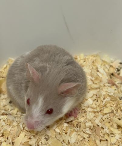 ダヴ パイド オッドアイ