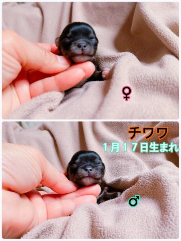 チワワ(ロングコート)