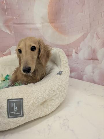 ミニチュアダックスフンド