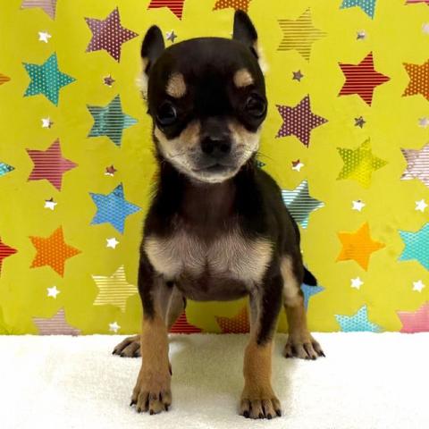 チワワ（スムースコート）