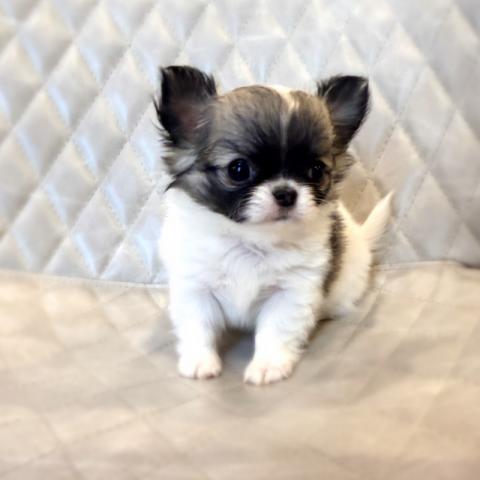 チワワ（ロングコート）