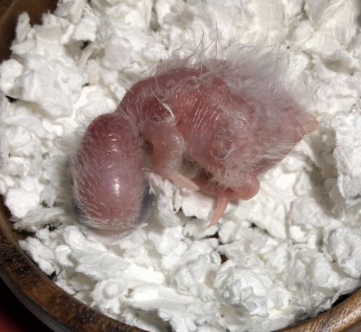 シロハラインコ、爆・誕🐥