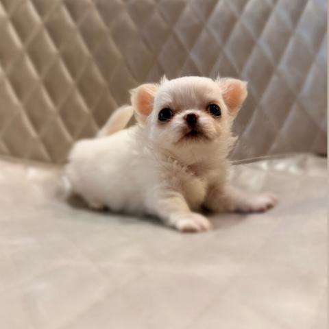 チワワ（ロングコート）