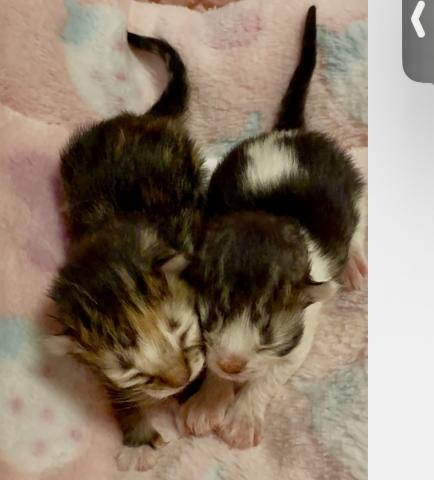 可愛いラガマフィンの赤ちゃん🩷