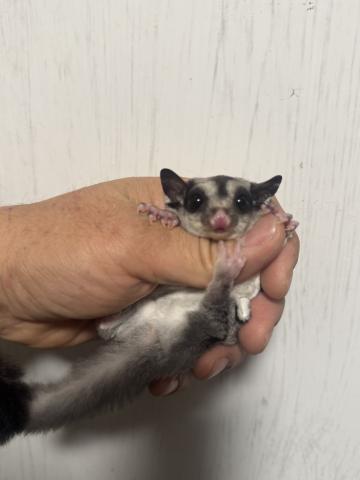 クラシック　女の子