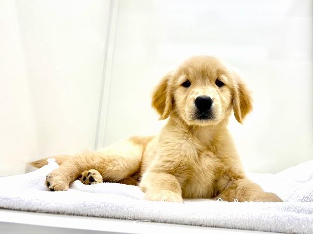 ゴールデンレトリーバー368