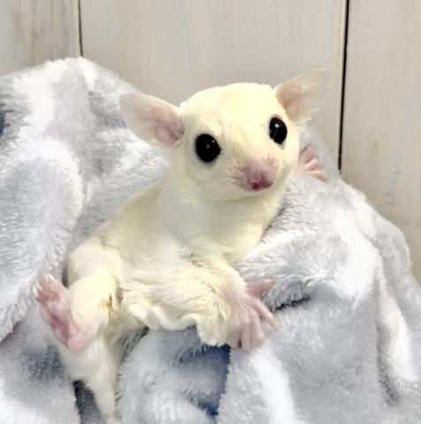 リューシpossクリミノ 女の子✨