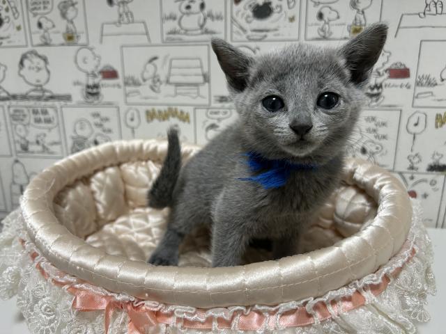 パパ・ママそろってチャンピオン！甘えたな性格のロシちゃん