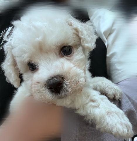 ビションフリーゼ