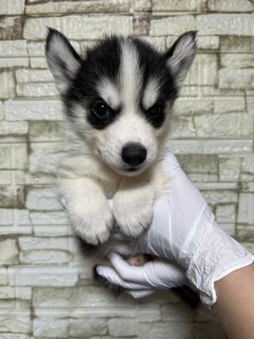 シベリアンハスキー5550