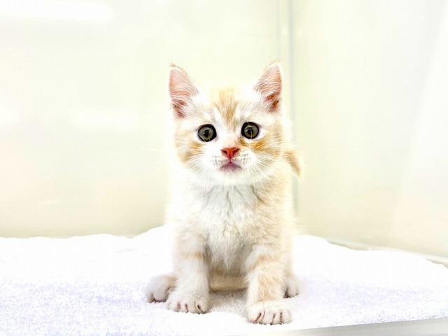 スコティッシュフォールド363