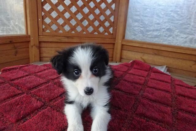 ボーダーコリー