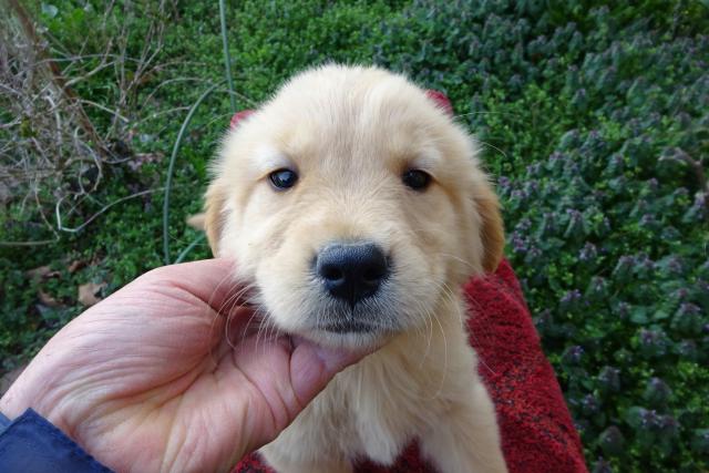 ゴールデンレトリーバー