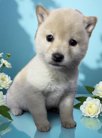 豆柴　可愛い😍