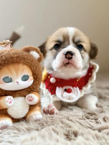 クリスマスイブ生まれ、マズル短く希少な毛色フォーン&ホワイト、両親もかわいい