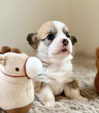 クリスマスイブ生まれ、マズル短く希少な毛色フォーン&ホワイト、両親もかわいい