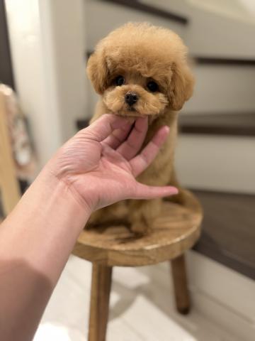 トイプードル🌺Seron🌺