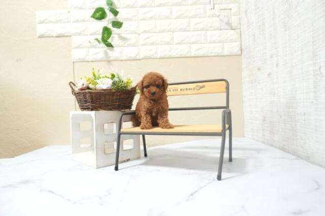 トイプードル(タイニー)5968