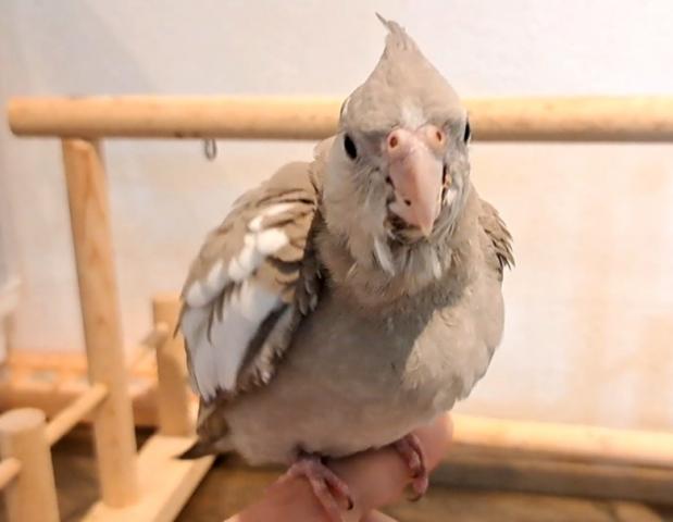 オカメインコ　ホワイトフェイスシナモンパイド
