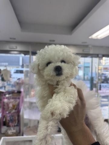 ビションフリーゼ